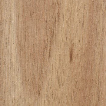 Blackbutt